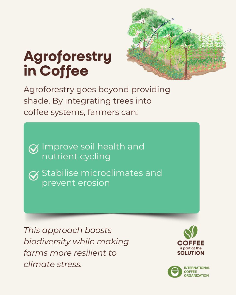 International Coffee Organization (ICO) tweet media