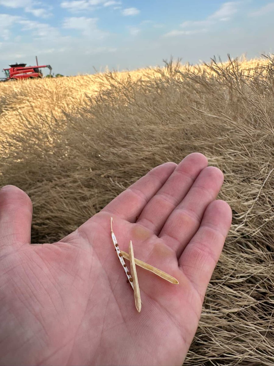 Case IH Argentina tweet media