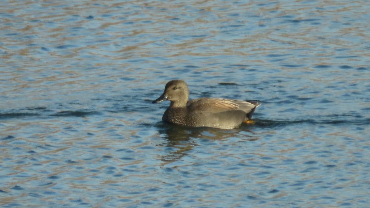 MvStuijvenberg1's tweet photo. #KrakEend eergisteren op 2 locaties.
#2026VogelJaar
Dit is #22 op de 22e Januari.
Als ik dit volhou, fotografeer ik 365 soorten vogels.
🐦😮😇 Dat gaat bij lange na niet lukken, oh nee! https://t.co/Da6KtEgehX