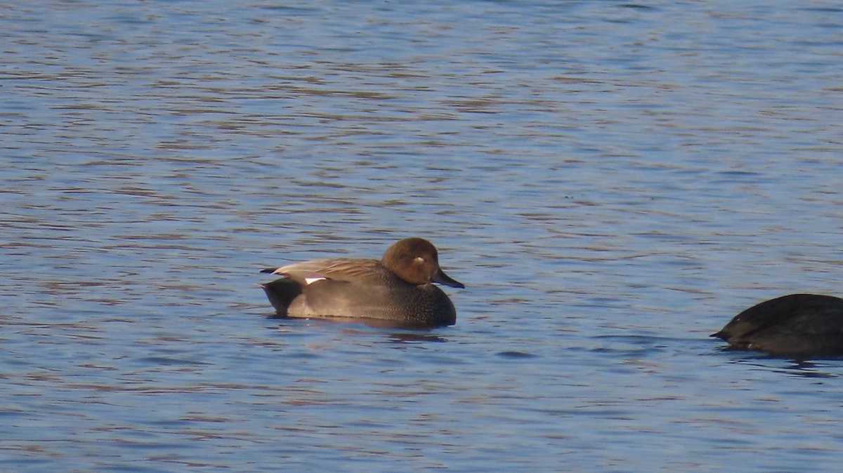 MvStuijvenberg1's tweet photo. #KrakEend eergisteren op 2 locaties.
#2026VogelJaar
Dit is #22 op de 22e Januari.
Als ik dit volhou, fotografeer ik 365 soorten vogels.
🐦😮😇 Dat gaat bij lange na niet lukken, oh nee! https://t.co/Da6KtEgehX