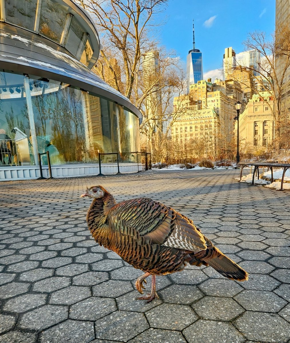Manhattan Bird Alert tweet media