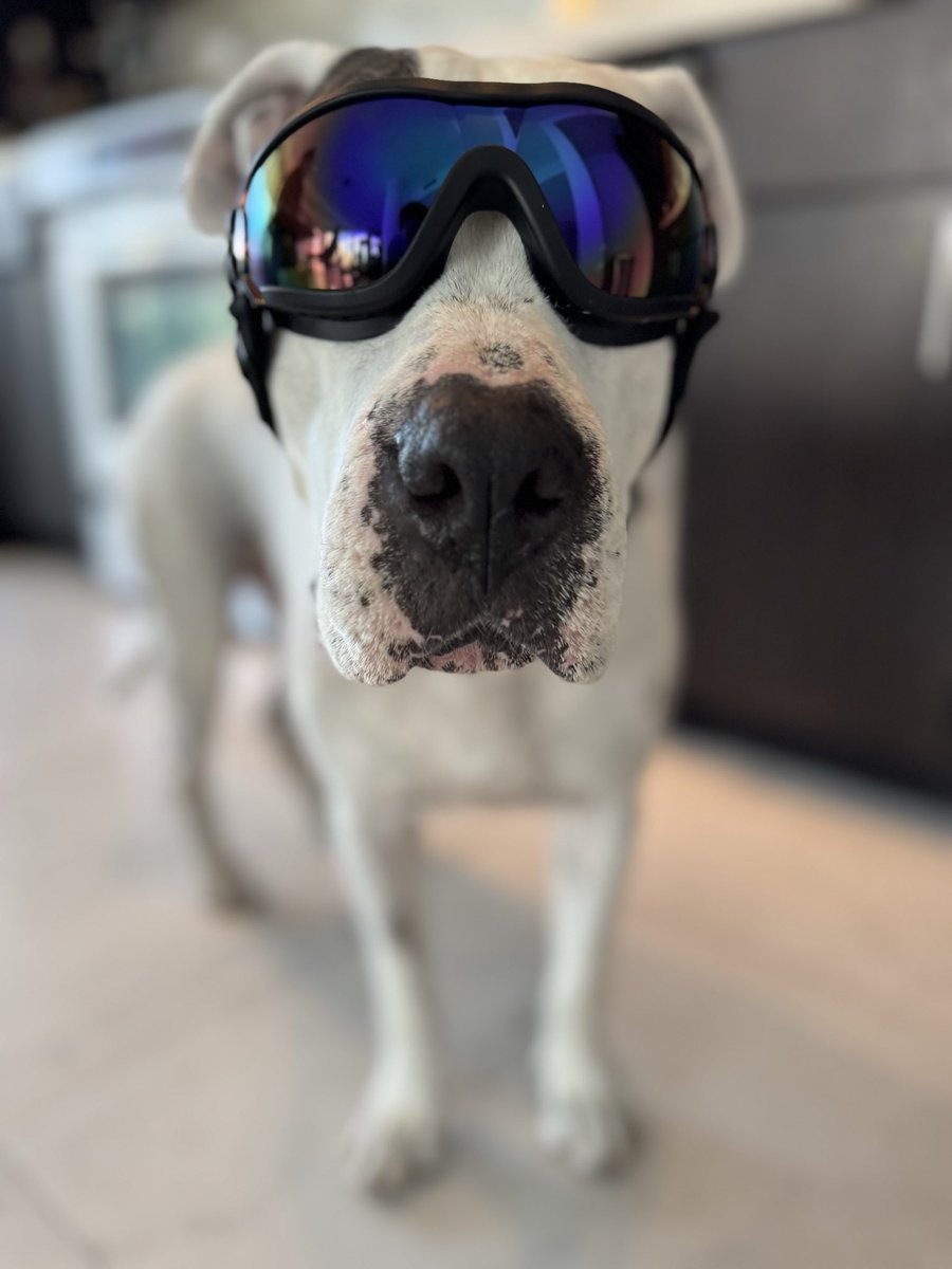 sweeteapetey's tweet photo. Petey’s got some fancy goggles to protect his eyes from getting scratched and stitches coming off. Works much better on our walks than the cone of shame. #toocoolforskool #humanesociety #deafrescue https://t.co/rGupyAqDYB