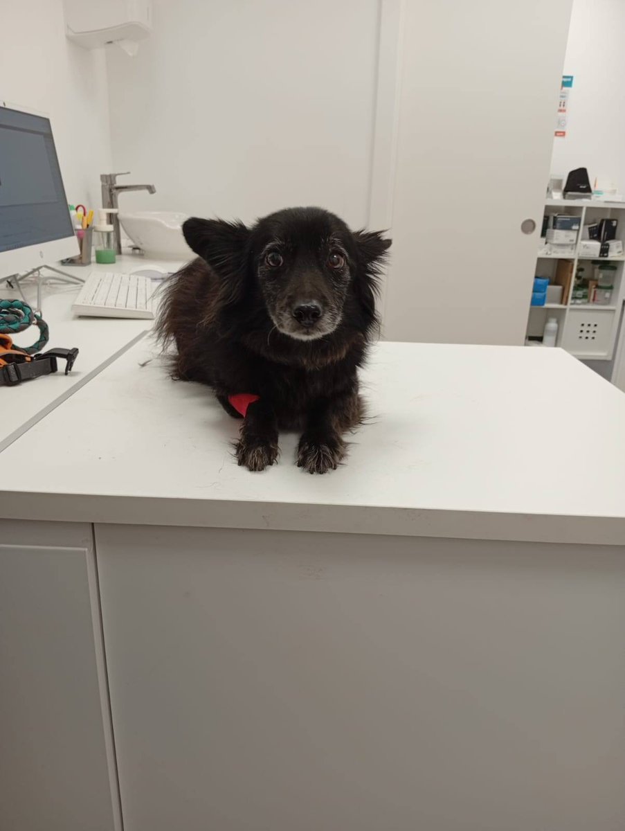SosAbuelos1's tweet photo. #VALLADOLID
#PAKITO tiene 12 años. Ayer, les dio un buen susto de salud a las compañeras de -𝗣𝗮𝘁𝗶𝘁𝗮𝘀 𝗖𝗮𝗹𝗹𝗲𝗷𝗲𝗿𝗮𝘀 𝗩𝗮𝗹𝗹𝗮𝗱𝗼𝗹𝗶𝗱-, que resultó no ser absolutamente nada, después de una minuciosa exploración veterinaria.... 😅

Hoy está estupendo ―como siempre― Espabilado, listo, hambriento... 
Es de esos perros que “solo para gente mayor”, pero luego resulta que corre, escapa, se te va si te despistas y necesita humanos ágiles, sin niños y con reflejos. 

Es buenísimo, adorable… y de vez en cuando se le escapa algún pis en casa, porque la perfección también cansa.

Contacto; patitascallejerasvalladolid@gmail.com