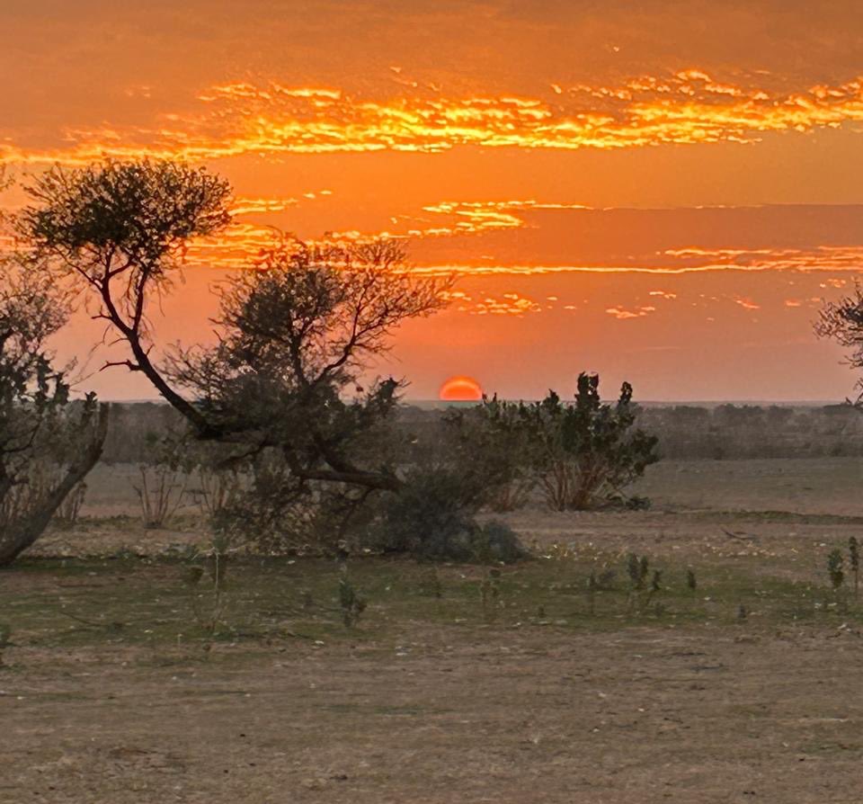 سِرب tweet media