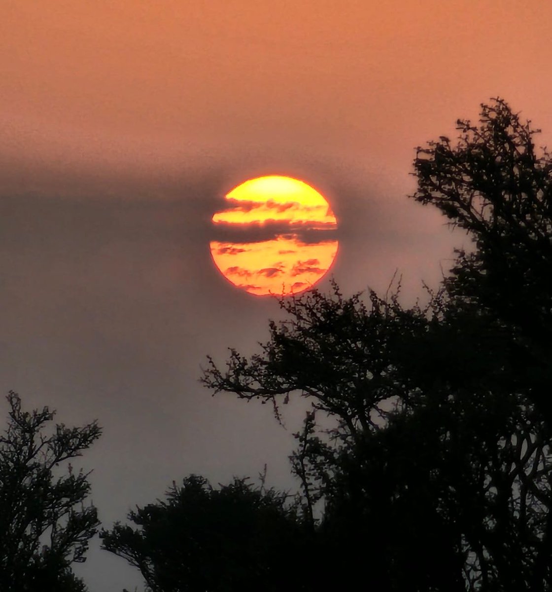 سِرب tweet media