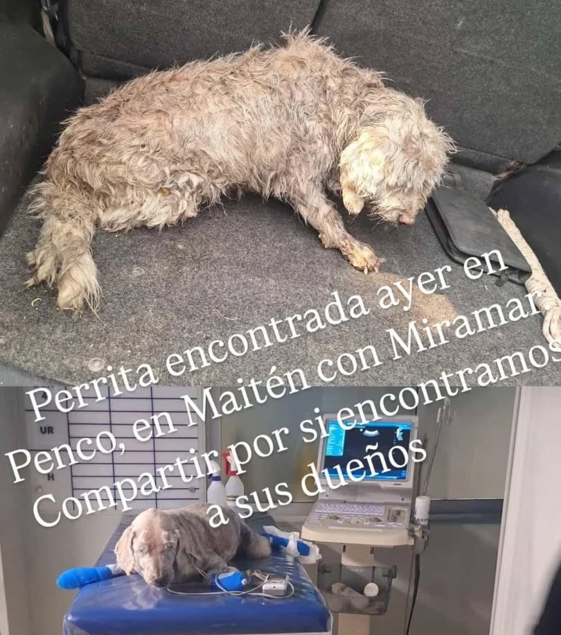 Urgente! Buscan a los tutores de esta perrita senior encontrada en Maitén con Miramar en la comuna de Penco. Si alguien la reconoce, comuníquese al +56954113651. Favor RT por si su familia la está buscando!
#Penco