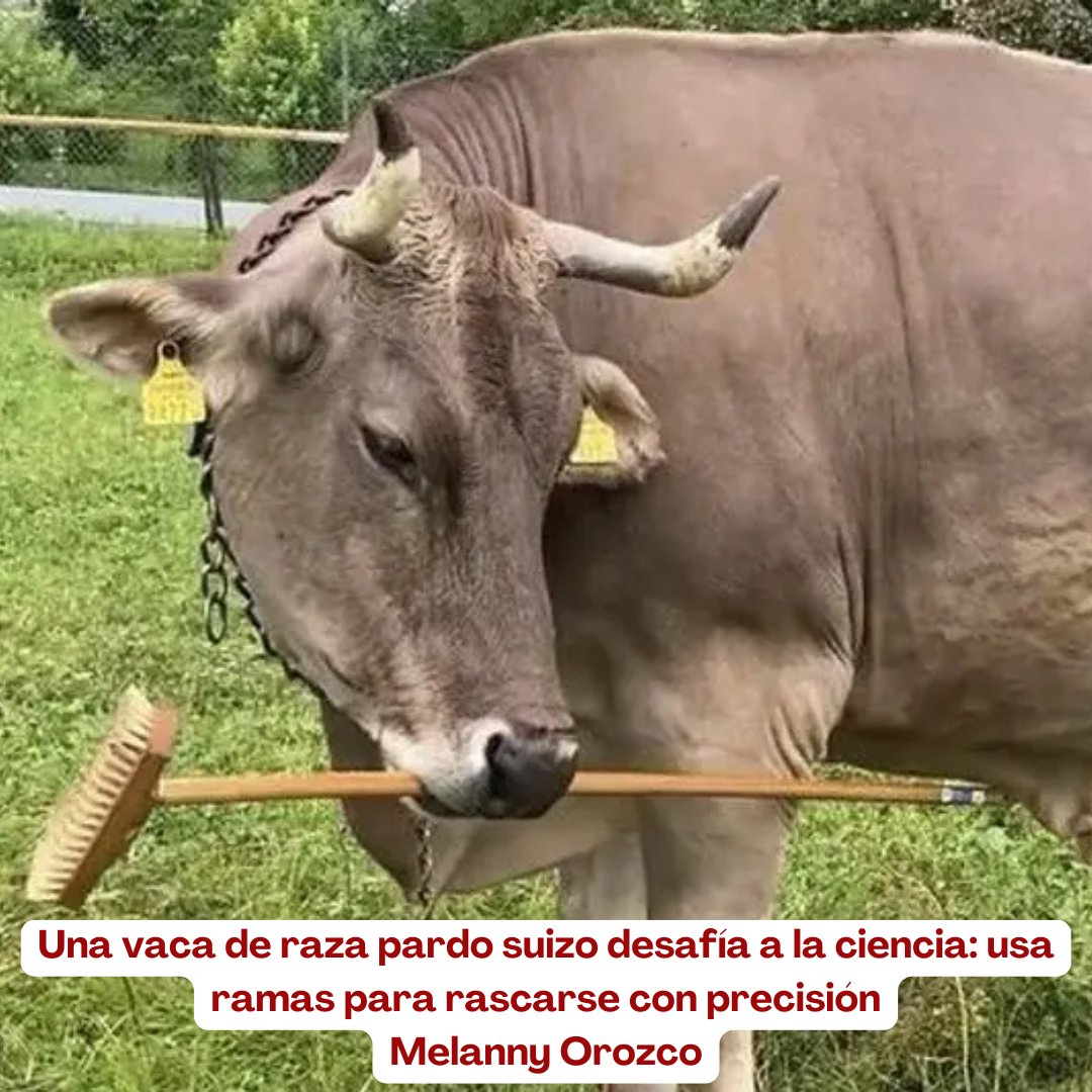 Veronika, una vaca europea criada como animal de compañía, desarrolló de manera autónoma la capacidad de utilizar herramientas de forma flexible para resolver problemas. 🐄🧠

 @fedegan_col @jf_lafaurie <a href="/ContGanadero/">CONtexto Ganadero</a>  #ConstruyendoGanadería #OrgullosamenteGanaderos