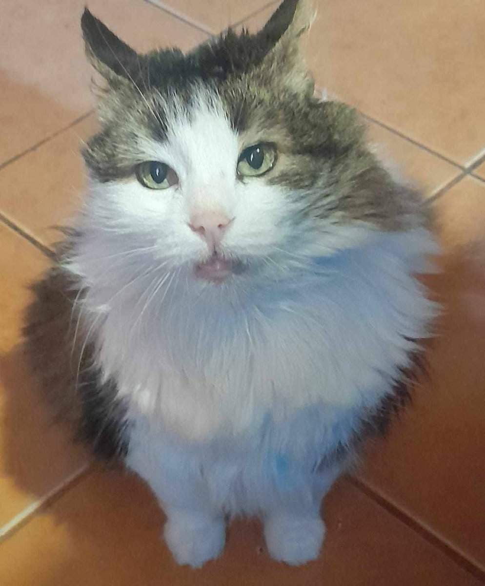 Buscan a Pelusa, gatita senior extraviada en Ríos de Chile producto del incendio. Si alguien la ve, por favor retener y comunicarse al +56982549015. Favor RT!
#Lirquen