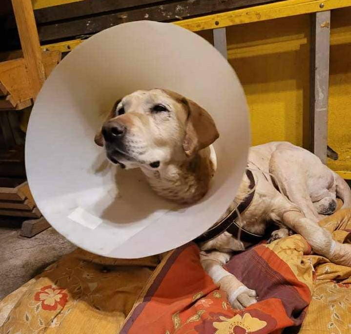 Urgente! Buscan a los tutores de este perrito encontrado en calle Maitén con Miramar en la comuna de Penco. Si alguien lo reconoce, comuníquese al +56953981472. Favor RT por si su familia lo está buscando!
#Penco