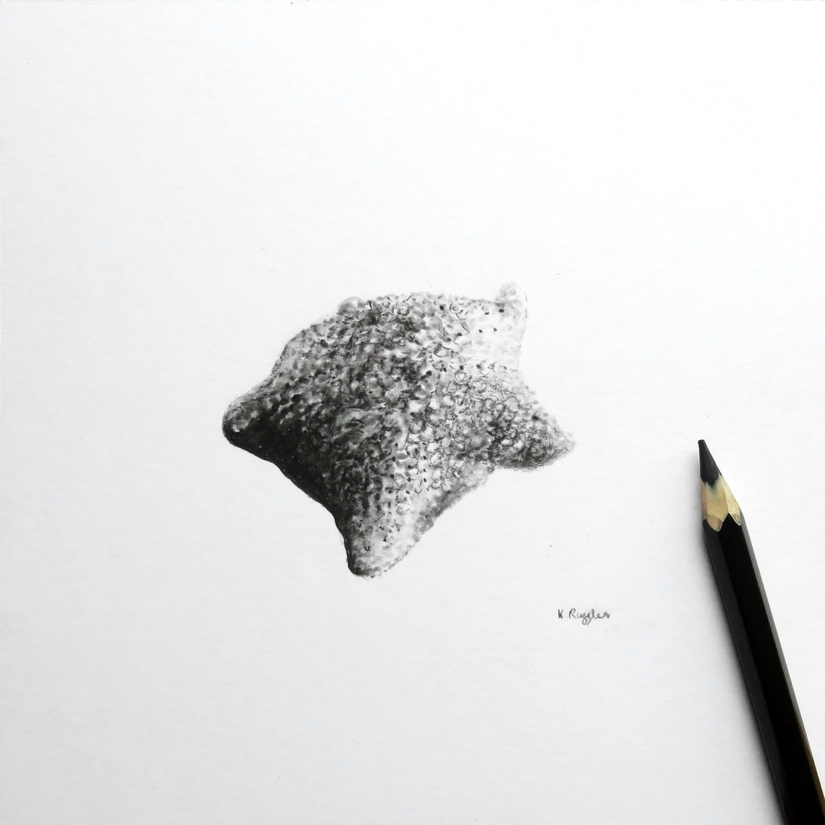 DrawingInDark's tweet image. I was going to do a Book of Butts update today with a new drawing, but I got stuck with a lurg and have been in quarantine in the lounge with the laptop, so please enjoy these 3 starfish instead  :) My first time drawing any of these critters, so I learned a lot.