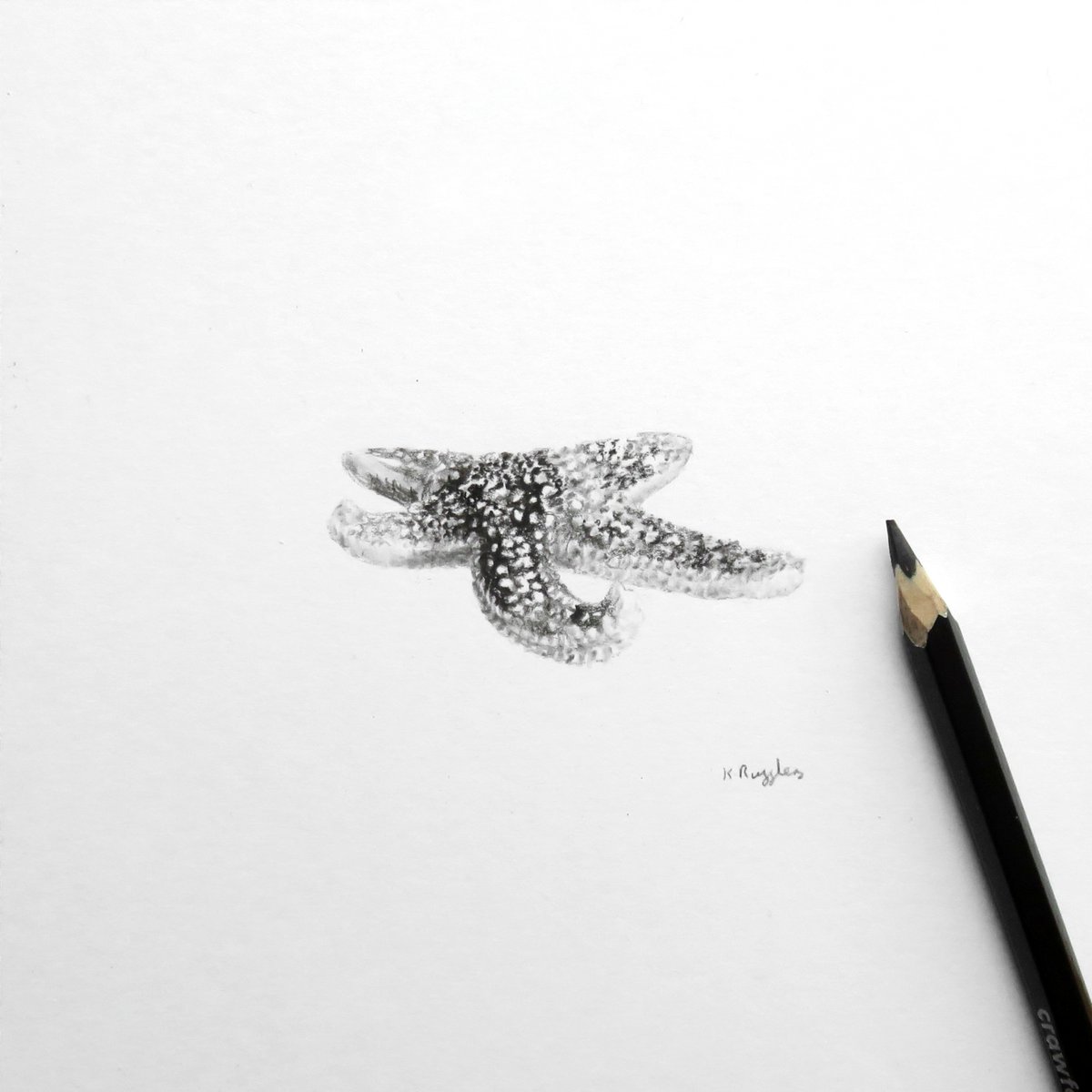 DrawingInDark's tweet image. I was going to do a Book of Butts update today with a new drawing, but I got stuck with a lurg and have been in quarantine in the lounge with the laptop, so please enjoy these 3 starfish instead  :) My first time drawing any of these critters, so I learned a lot.