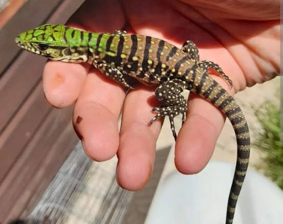 El Lagarto Vizcarra ha sido "operado" de cálculos renales en Repromedic, una clínica de fertilidad y lo ha intervenido un ginecólogo obstetra.
¿Quién explica esto? Serán "cálculos renales"? O estamos ante una nueva especie de Lagarto que puede parir.
Cosas de la cárcel, íncubos y