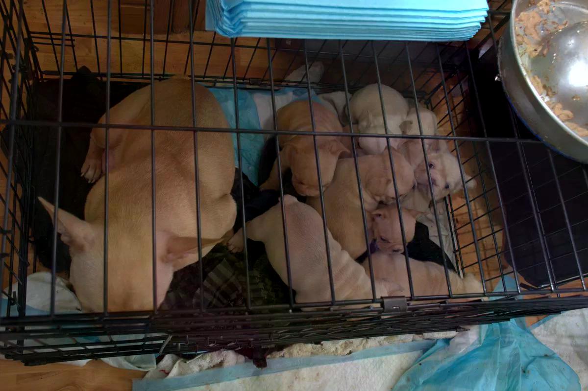 Hope Rescue tweet media