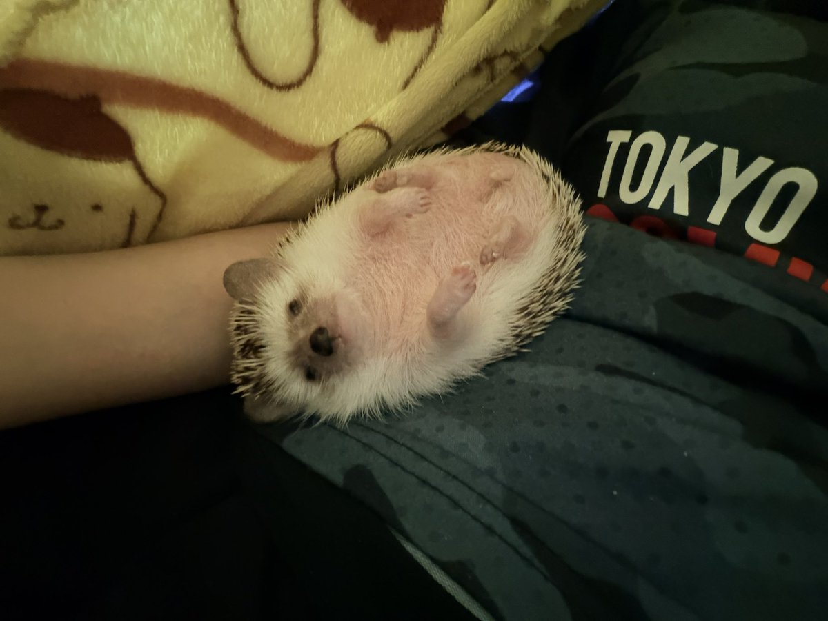 呼びました？🦔
#ハリネズミ
#hedgehog