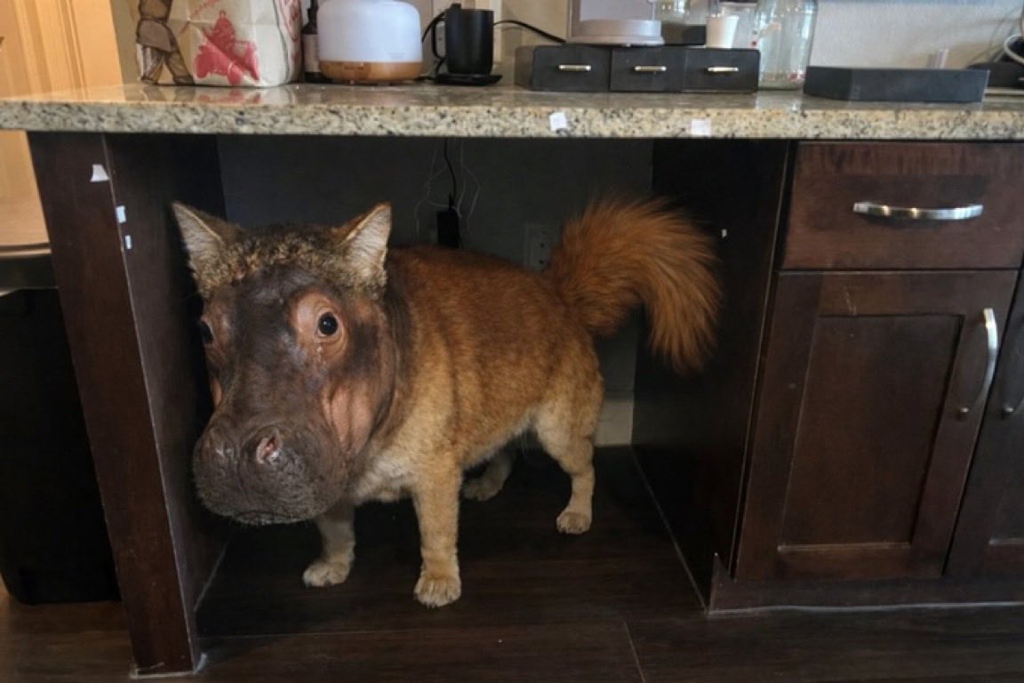 Chef (@thiccnoggin) on Twitter photo 