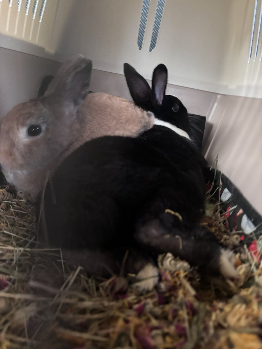 Carrot Cottage Rabbit Rescue tweet media