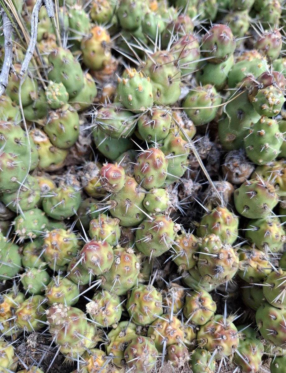T_Agu1lar's tweet photo. #Taxojueves de  #cactaceae
Ahora sí la última Opuntioideae. Un endemismo de Mendoza y San juán (y centro de Chile). La especie Maihueniopsis ovata, de hábito subarbusto suculento.
(Encontrado en El Salto, Mendoza) https://t.co/ErsKfRlYoh