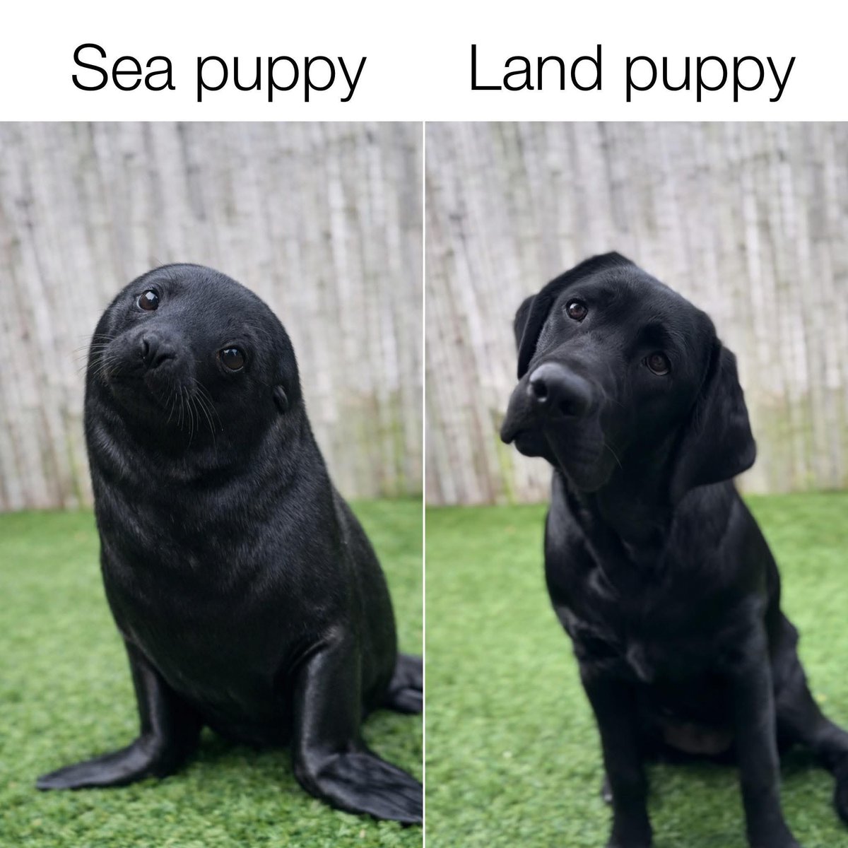 Puppies 🐶 (@Puppieslover) on X