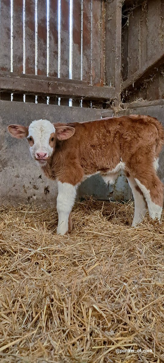 BenjaminEinfach's tweet photo. Das erste Kalb für das Jahr 2026 ist am 18.1 auf den 19.1.26 auf die Welt gekommen 
#wintringerhof #landwirtschaft #Kleinblittersdorf #Kalb #saarland https://t.co/b0OrjxEsWU