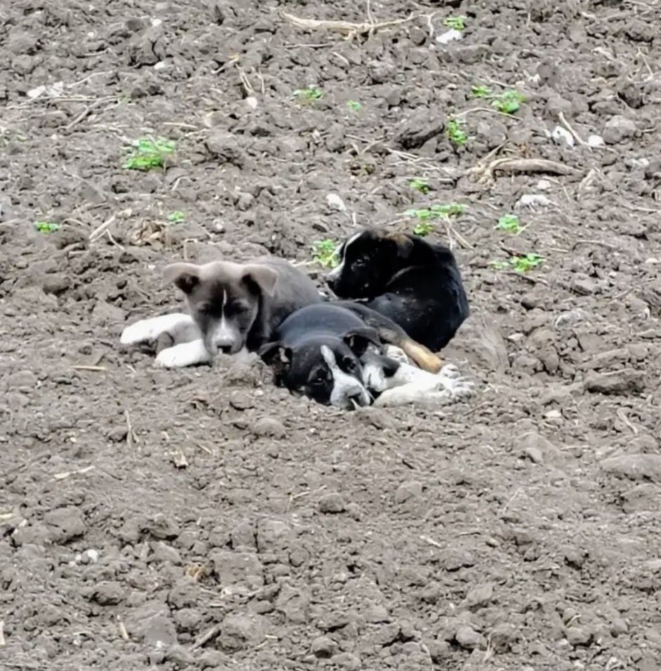 STARGroupRescue's tweet image. 🎈🆘 Foster urgently needed for three puppies abandoned on the highway locally before the freeze. They are in danger of dying. Can anyone help by fostering them? We will cover all veterinary costs. They weigh around 15 lbs and get along well with other animals. Please call or…