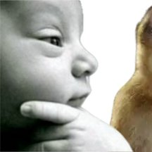 siri.dev.mp4 tweet media