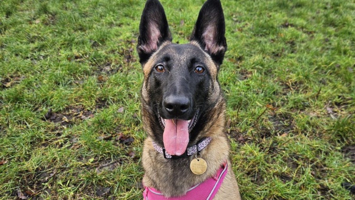 RSPCA_official's tweet image. Sam was sadly abandoned at a young age, which left her unsure of the world! 💔 

She's made wonderful progress and is now looking for a calm, patient home where she can continue to build her confidence.

Check out Sam's profile and apply to @RSPCABlockFen: bit.ly/3LUG4Q4