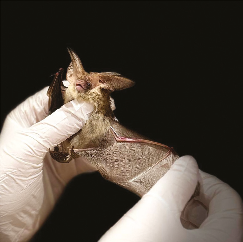 bvnauk's tweet photo. Coming soon; Our Feb VNJ! 💻📚 Here are some articles that members can look forward to; 🦴 Distal humeral fracture as a result of a road traffic accident by Ellen Riley | 🦇 First aid for bats by Emma White | 🐶 The welfare implications of ear cropping in dogs by Hannah Armour https://t.co/YqYRjpLDhC