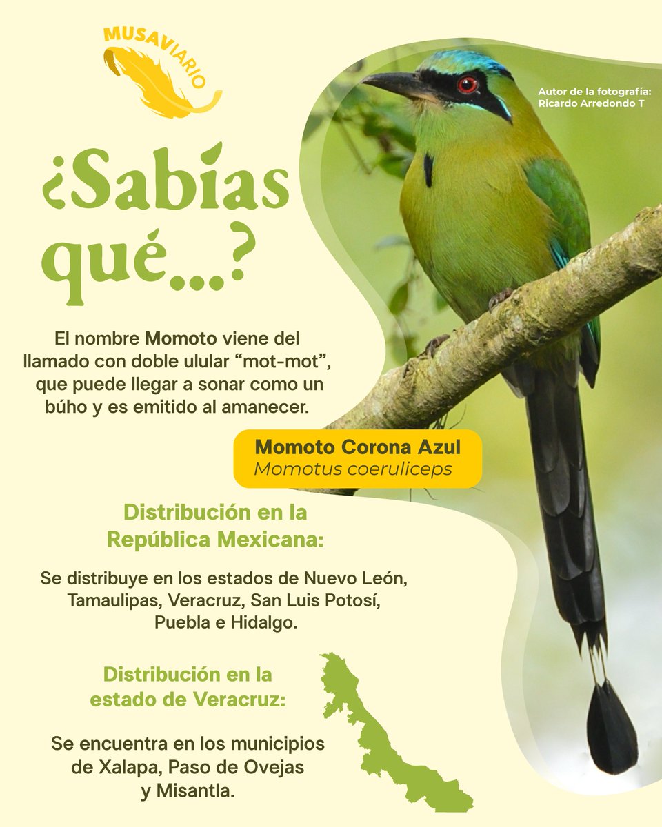 MuseodelasAves's tweet image. ¿Ya sabías esto del Momoto Corona Azul?✨

𝙼𝚄𝚂𝙴𝙾 𝙳𝙴 𝙻𝙰𝚂 𝙰𝚅𝙴𝚂 𝙳𝙴 𝙼É𝚇𝙸𝙲𝙾
𝙲𝙾𝙽𝙾𝙲𝙴𝚁 𝙿𝙰𝚁𝙰 𝚅𝙰𝙻𝙾𝚁𝙰𝚁 𝚈 𝙲𝙾𝙽𝚂𝙴𝚁𝚅𝙰𝚁
#aves #musave #birds #museo #saltillo #musaviario #Veracruz #MomotoCoronaAzul
