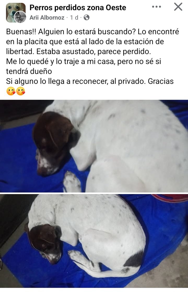 PerrosdeMerlo's tweet image. 