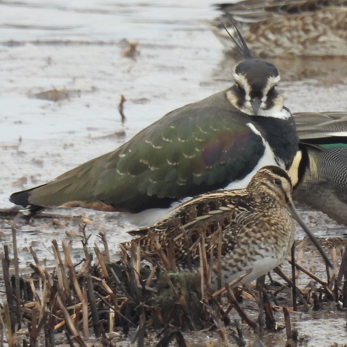 Palumbus_Pics's tweet photo. Snipe and lapwing buddies #commonsnipe #northernlapwing #birds #naturephotography https://t.co/CDgcGo5I5h