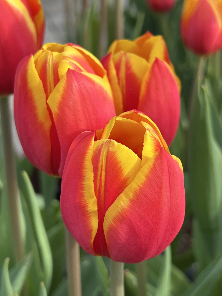 かっぱプロジェクト【公式】 (@Kappa002S) / Posts / X