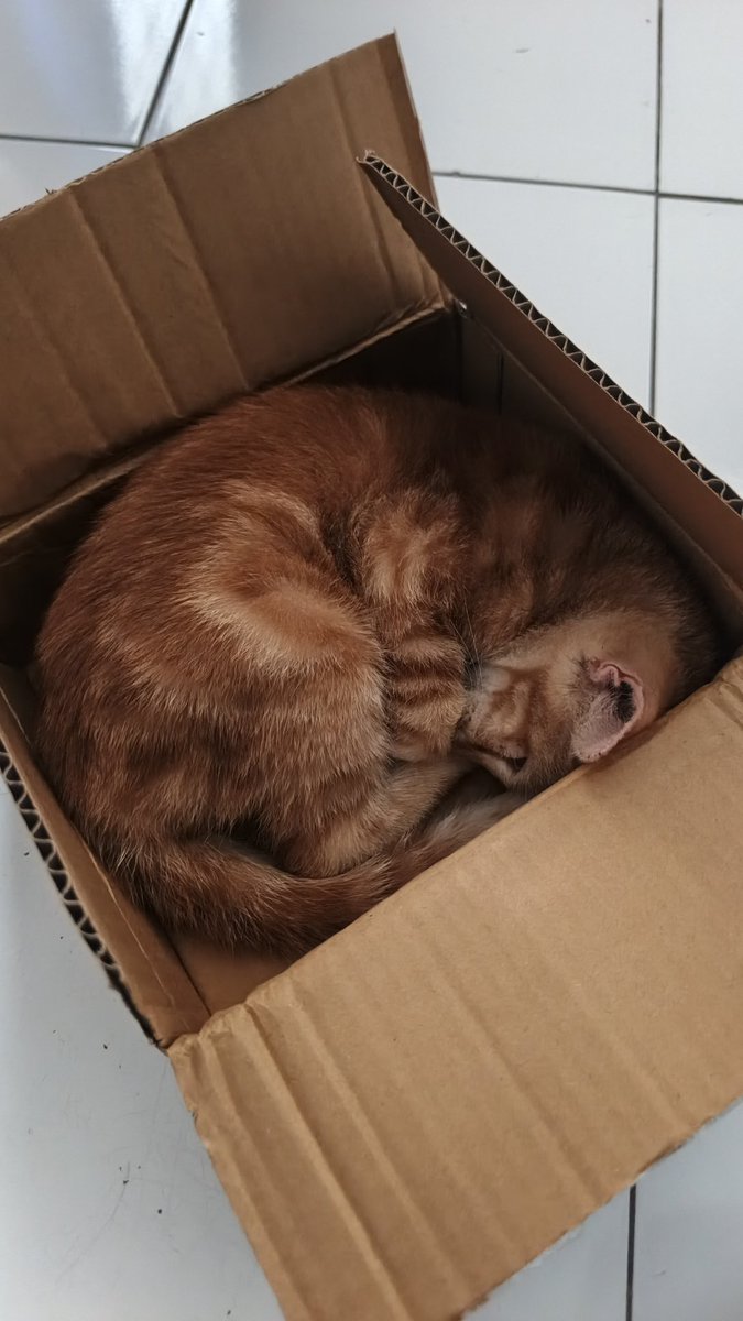 Haelil's tweet photo. amboksing paket, ambil barang, satu detik kemudian ada yg ngaku hak milik... https://t.co/f1vRpK4GLM