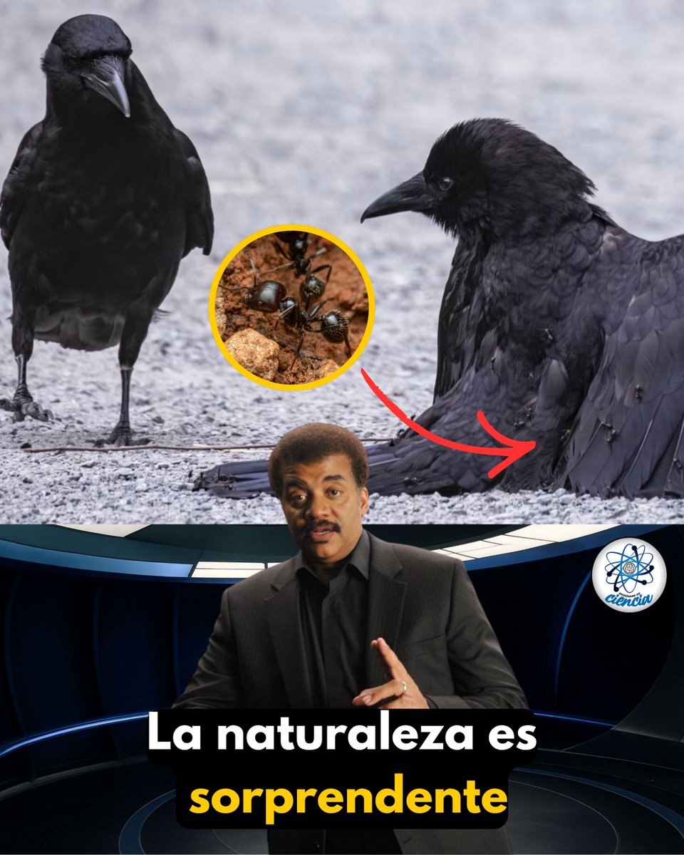 Cuando un cuervo se siente incómodo, hace algo sorprendente: ¡visita un hormiguero y se da un baño de hormigas!

Se tumba en el suelo, extiende las alas y deja que cientos de hormigas suban por su cuerpo. Las hormigas, al sentirse amenazadas, liberan ácido fórmico, un potente