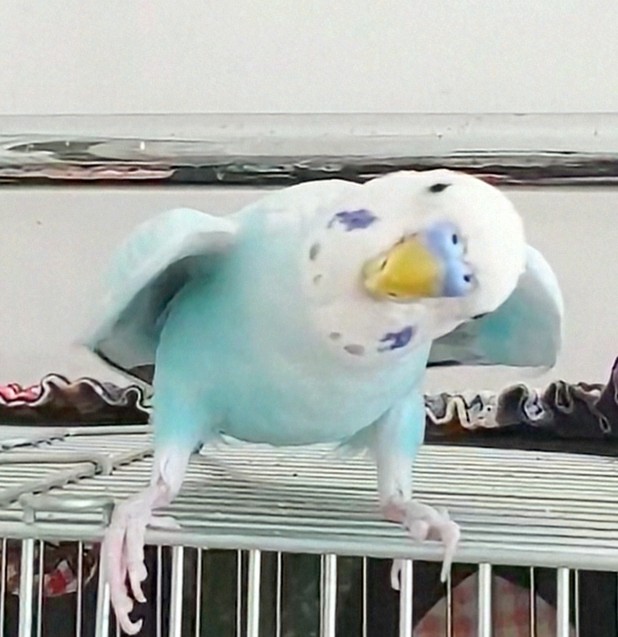 しゃにのすけ (@ojDu9ByMPjrJ4HH) / Posts / X