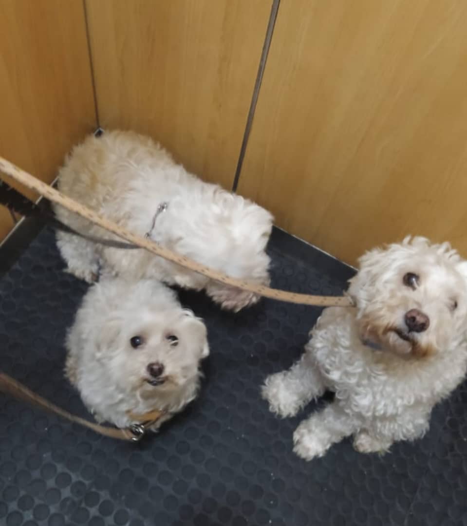 malenapinto's tweet image. Sus dueños murieron, eran dos personas mayores. Si alguien puede tenerlos juntos, y reubicar en un hogar juntos. 🙏 Contacto: 0412-9910000.