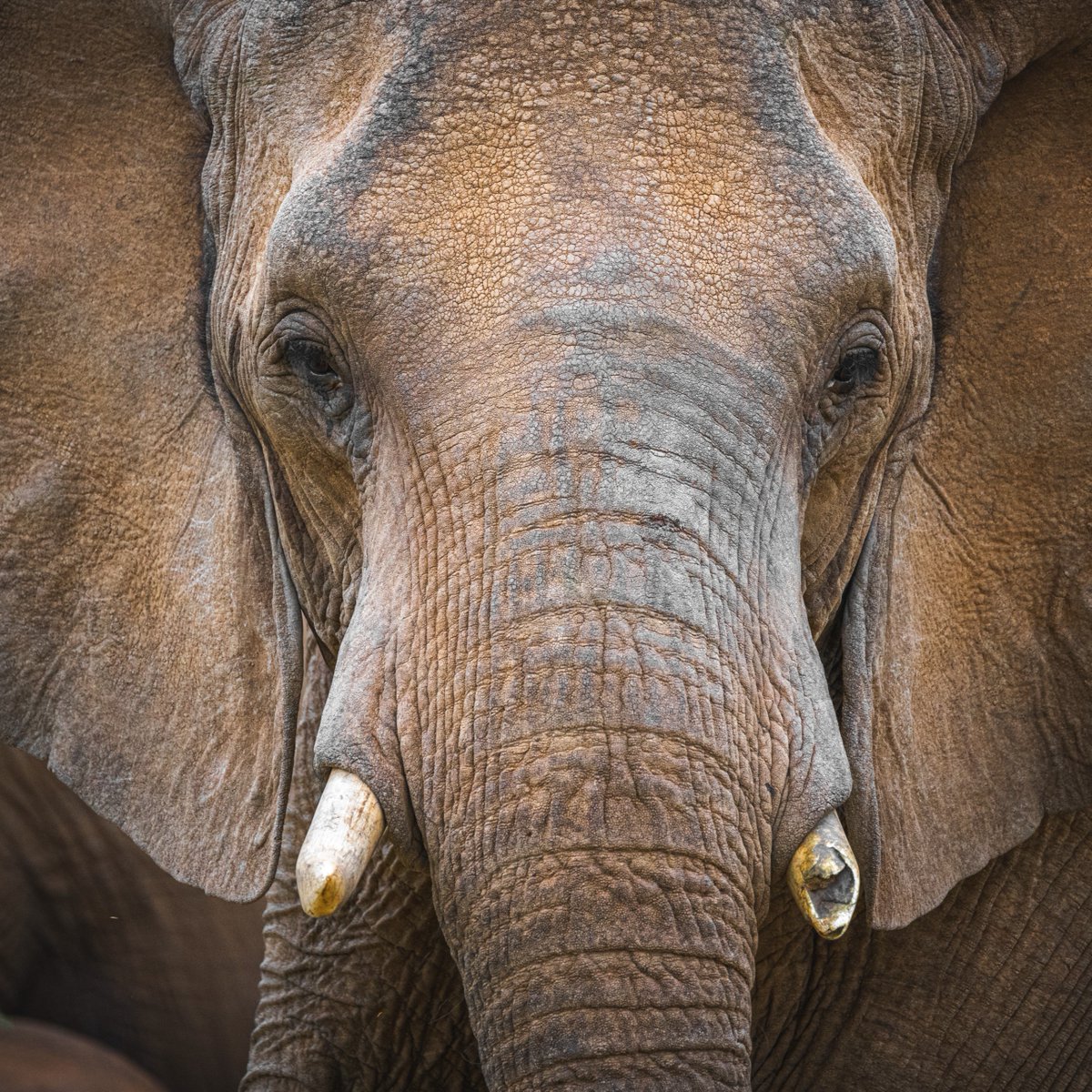 Curiosity tweet media