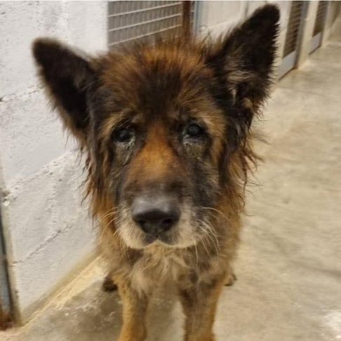 LIONEL, TUTTA LA VITA IN CANILE 🏠🙏🏼🙏🏼‼️‼️🆘🆘🆘🆘🆘

APRITE IL CUORE