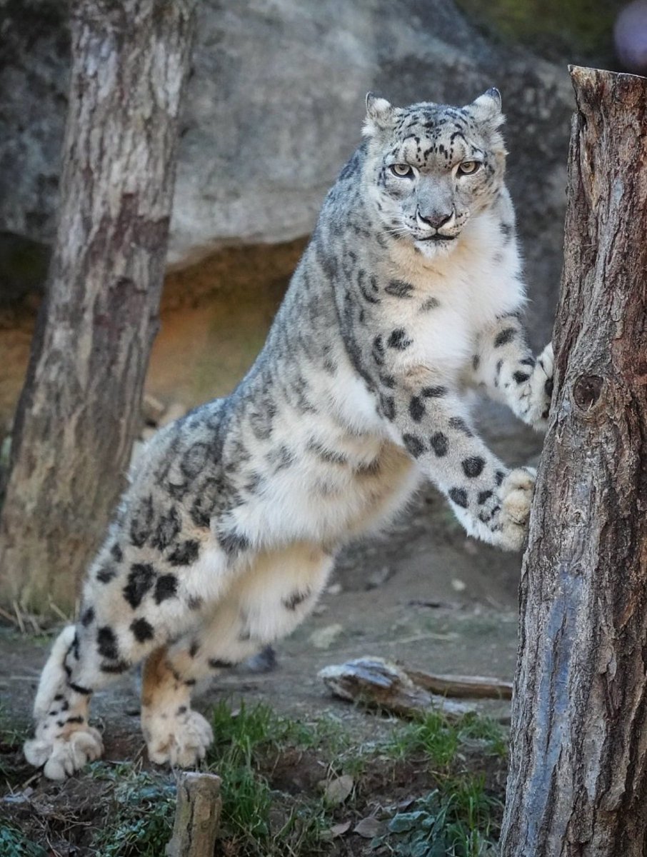 SwimShingo's tweet image. 今朝は冷え込みましたね🐧
防寒対策して頑張りましょう😌
#ユキヒョウ #多摩動物公園 #snowleopard