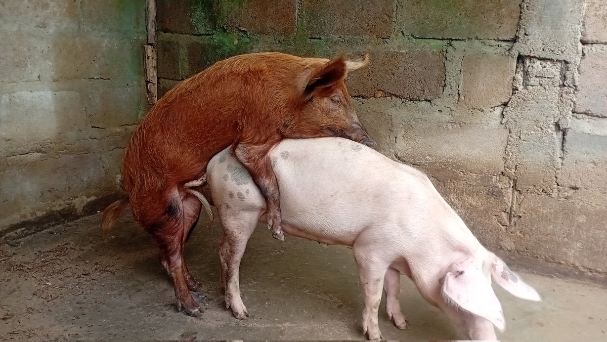 LOYALE AGRIWORLD 💙❤️🐖 🐟 tweet media