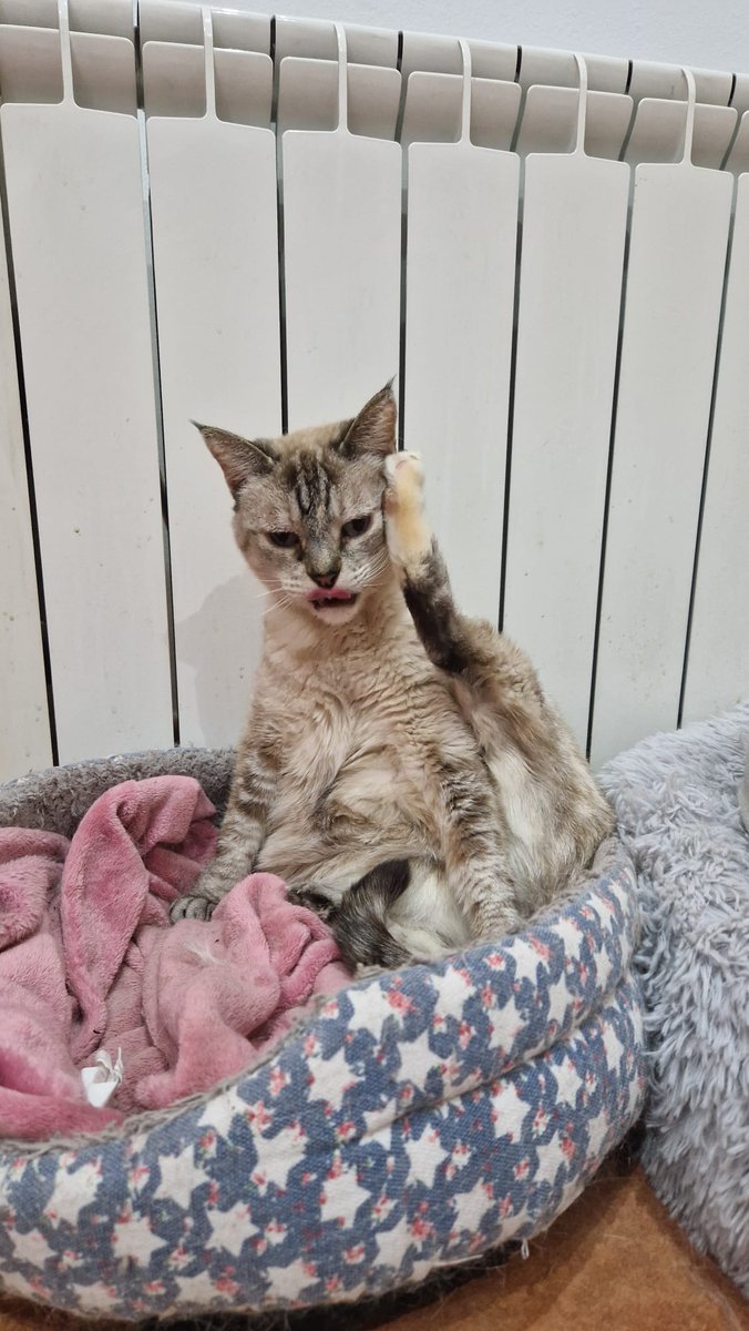 lolibis's tweet photo. @Fini_golosinas La abuelilla Nyuu harta de que adopte gatos https://t.co/On2CtlSTXS