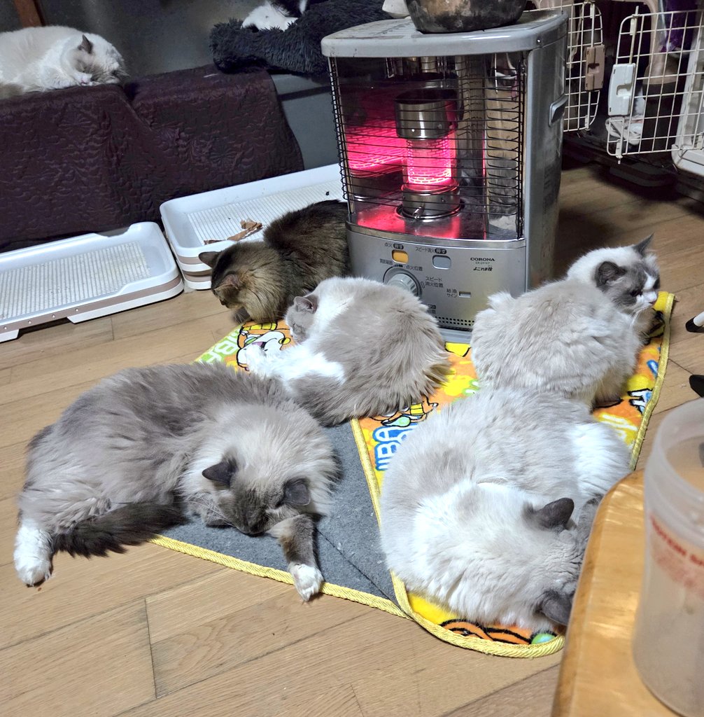 朝、電気つけたら…

まだ里親さま探してる子いるので
興味がある方、気軽にメッセージくださいませ♡
 #ラグドール
 #寒い朝
 #里親さま募集中
#新潟
 #柏崎市