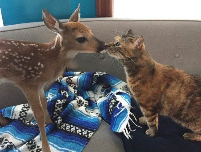 ipostdeer's tweet photo. https://t.co/YyQOEZ5rWY