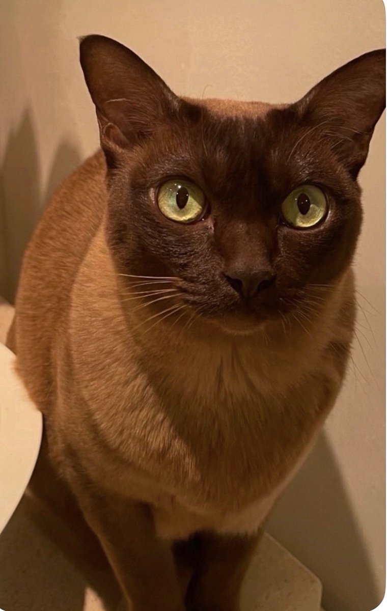 NAJ562's tweet image. Missing Cat – Please Help

My cat, Fleur, has gone missing in Lansdown Crescent area of Bath. 

She’s a brown Burmese cat with distinctive yellow/green eyes (photo attached). She’s friendly but can be shy, and may be hiding or accidentally locked in somewhere. She is not an…