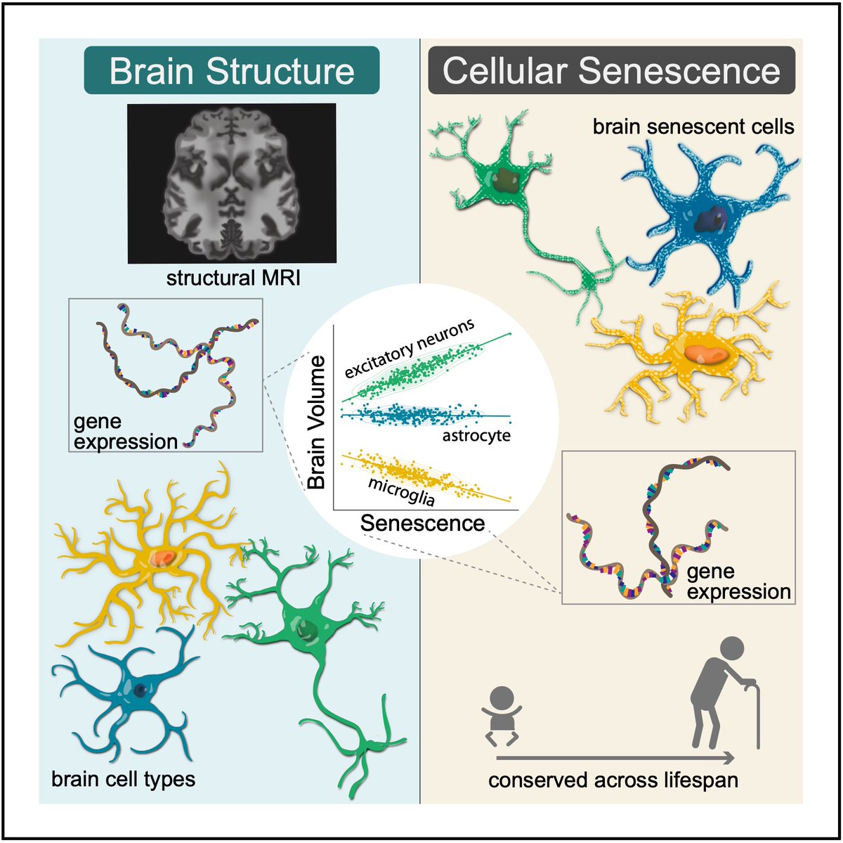 Noam Beckmann tweet media