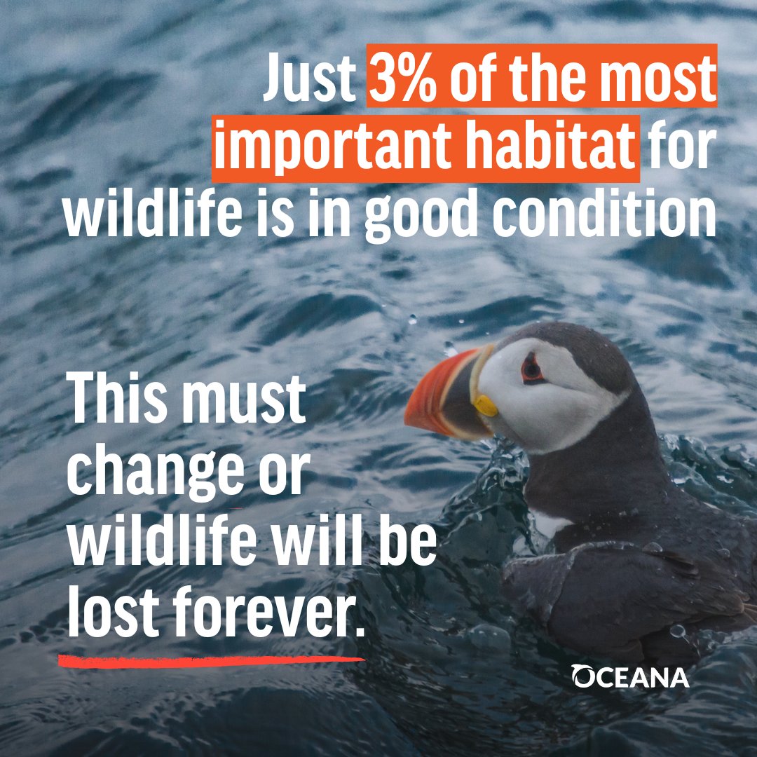 Oceana UK tweet media