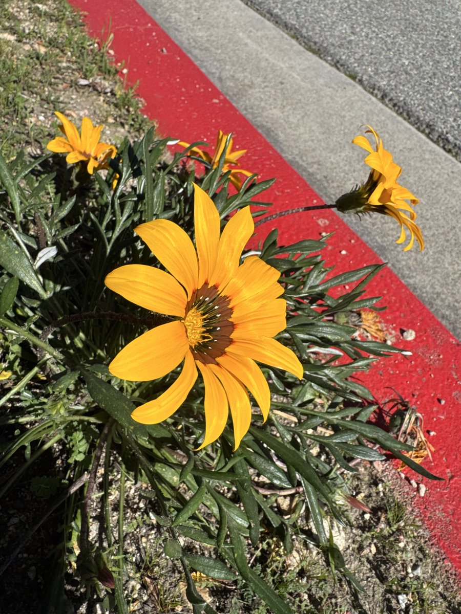 _OctaviusRex_'s tweet image. i just really like this flower