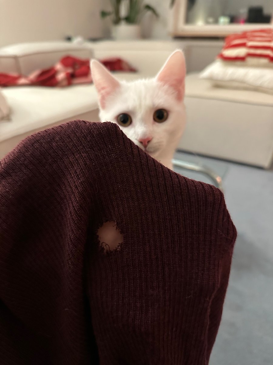 sananimotsi's tweet photo. Друзья, как считаете, виновна?

Это не первый ее шедевр, она потренировалась на моих новых розовых носках до этого, а теперь решила улучшить мой мериносовый лонгслив из юникло https://t.co/R39MWrdDN5