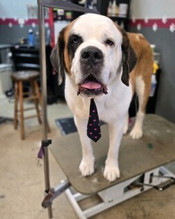 FurtasticPet's tweet image. Book your grooming appointment today! Call 303-586-5202 or book online at lakewoodpetgrooming.com  #lakewoodpetgrooming #doggrooming #doggyspa #cutedogs