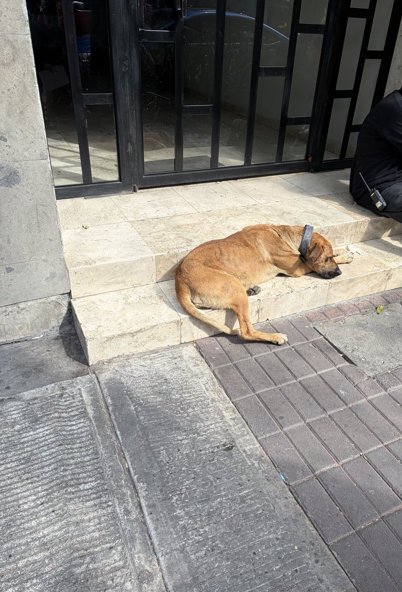 mika_corona's tweet photo. A este perrito lo logramos llevar al veterinario y lo tenemos resguardadado pero no nos lo podemos quedar. La Brigada de Vigilancia Animal de CDMX 
no nos quiere ayudar. Necesitamos apoyo para su resguardo y protección. RT @supercivicosmx @MetroViralMx 🙏🙏 https://t.co/1o4jN2IiqD