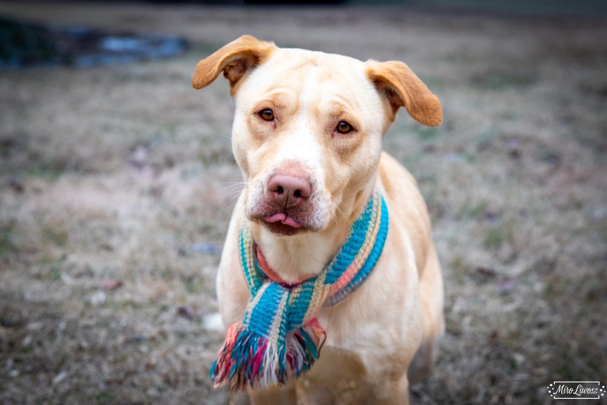 Rescue Dogs Rock, D.C. 🐾🐾🇺🇸 tweet media